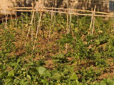 Alcune zolle di terreno incolto trasformate in orti verdi grazie ai volontari dell'associazione